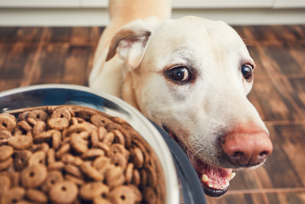 dog waiting for dog food